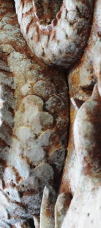 estudioanatatoo_012